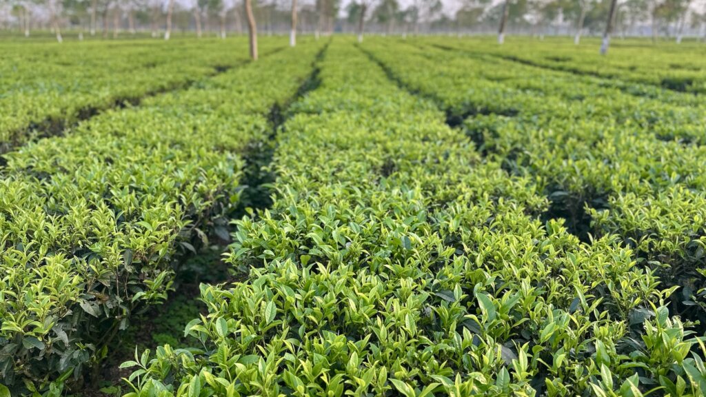 Lange, perfekt geschnittene Reihen von Teebüschen erstrecken sich über das Feld.