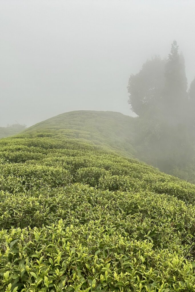 Nahaufnahme eines Teefeldes, das in dichten Nebel gehüllt ist.