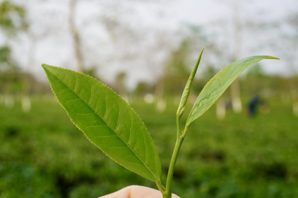 Nahaufnahme eines Teetriebs mit zwei Blättern vor unscharfem Teefeld-Hintergrund.