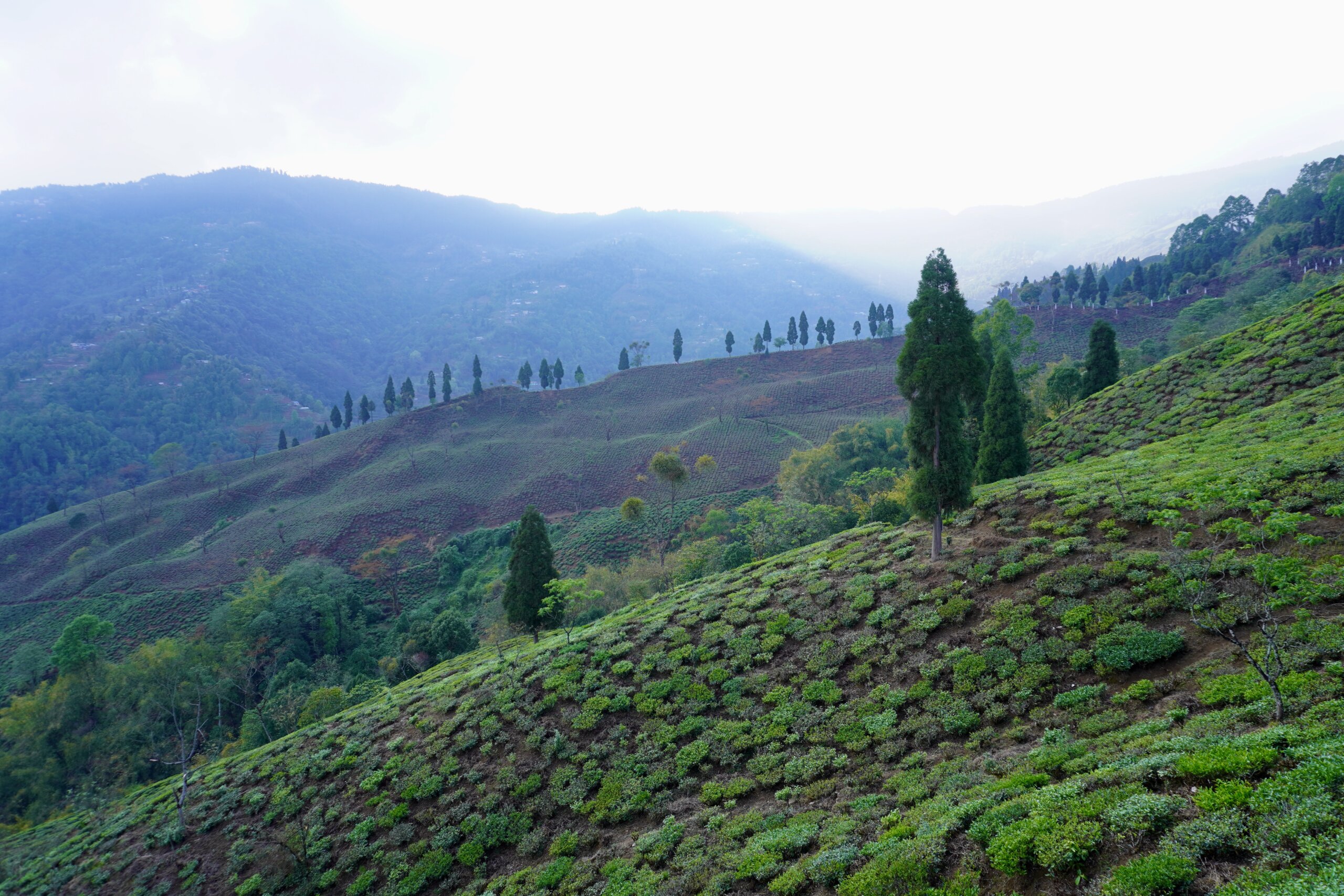 Grüne Teeplantage in hügeliger Landschaft mit hohen Bäumen und nebligen Bergketten im Hintergrund.