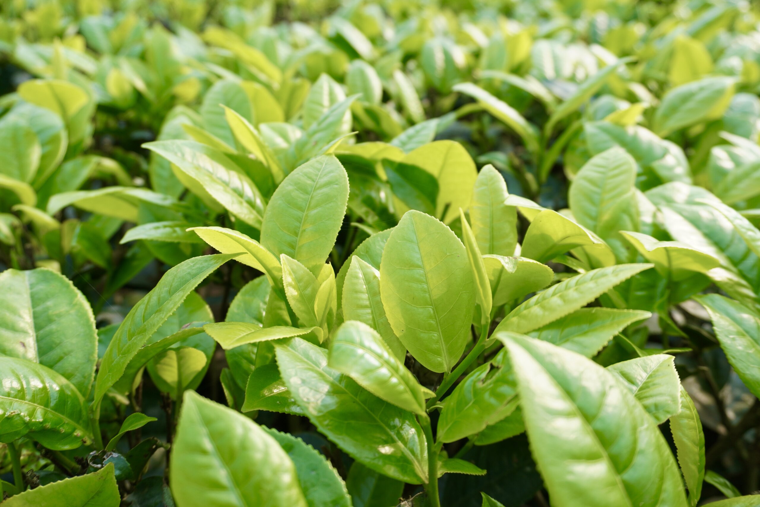 Nahaufnahme von sonnenbeschienenen, leuchtend hellgrünen Teeblättern.
