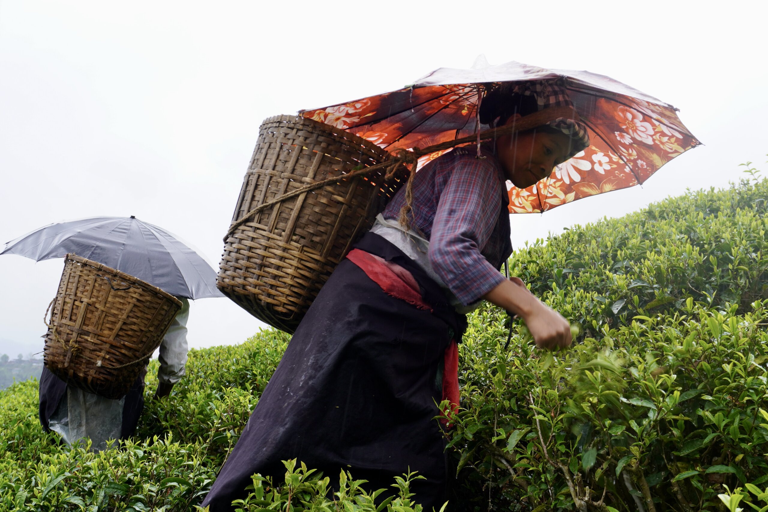 Zwei Teepflückerinnen mit Körben und aufgespannten Regenschirmen auf einem Teefeld.