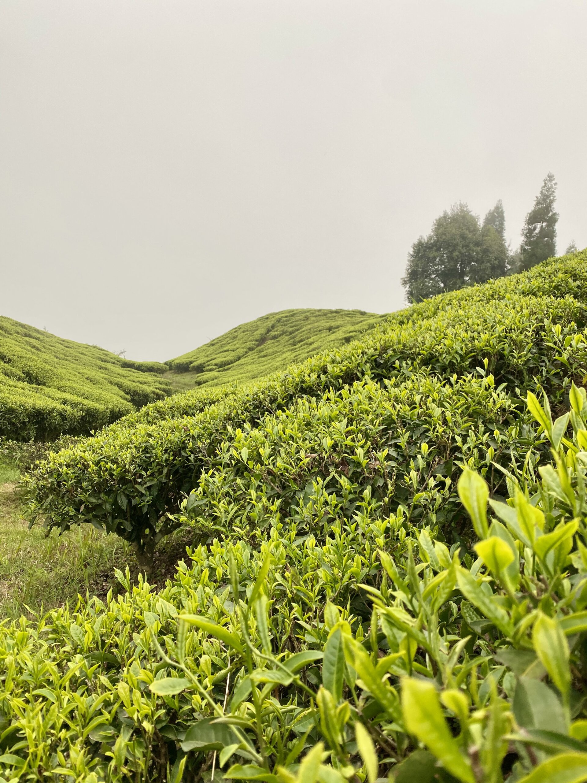 Sanfte, grüne Hügel, die vollständig mit Teebüschen bedeckt sind, unter einem grauen Himmel.