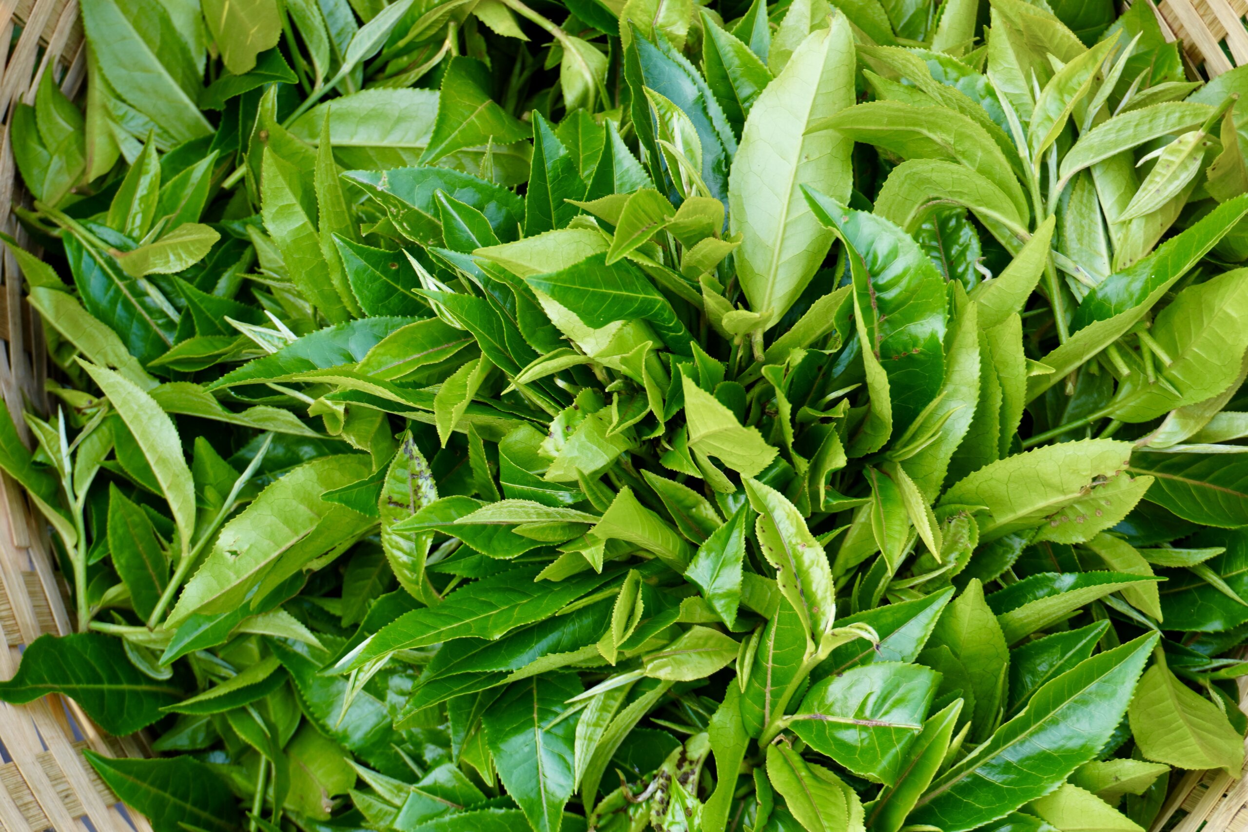 Haufen frisch gepflückter, dunkler und hellgrüner Teeblätter.