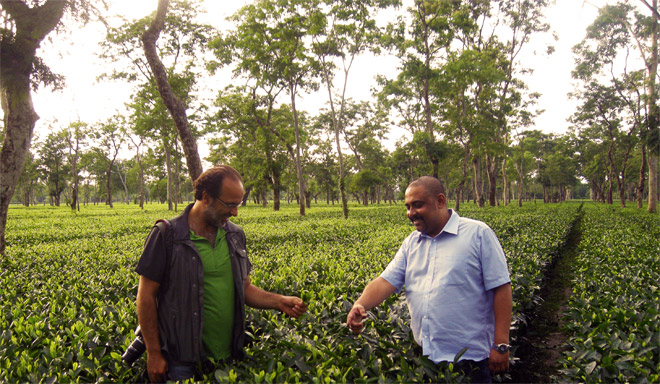 Zwei Männer, einer in einem hellblauen Hemd, untersuchen Teebüsche auf der Plantage.