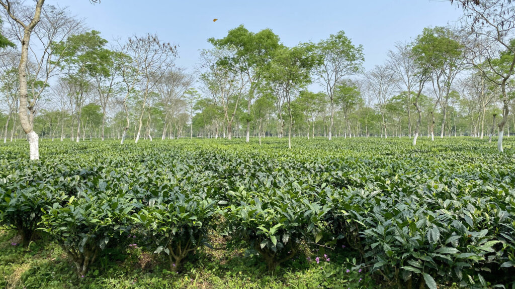 Weites Teefeld in Assam mit Reihen von Bäumen, die Schatten spenden.