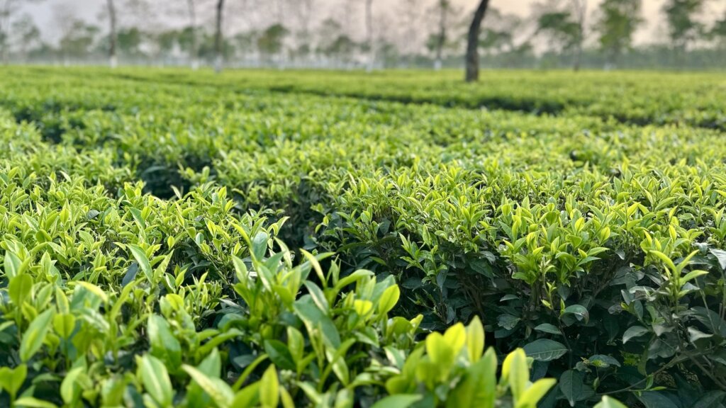 Nahaufnahme von leuchtend hellgrünen Teebüschen in einem Teefeld mit Reihen von Bäumen und einem einzelnen dunklen Baumstamm im Hintergrund.