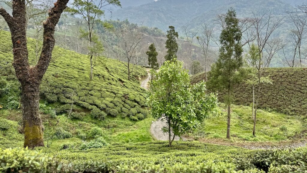 Der Lingia Teegarten mit einem steilen Hang, Teebüschen, Bäumen und einem Pfad.