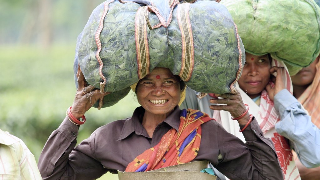 Lächelnde Teepflückerin trägt eine große, mit Blättern gefüllte Tragetasche auf dem Kopf.
