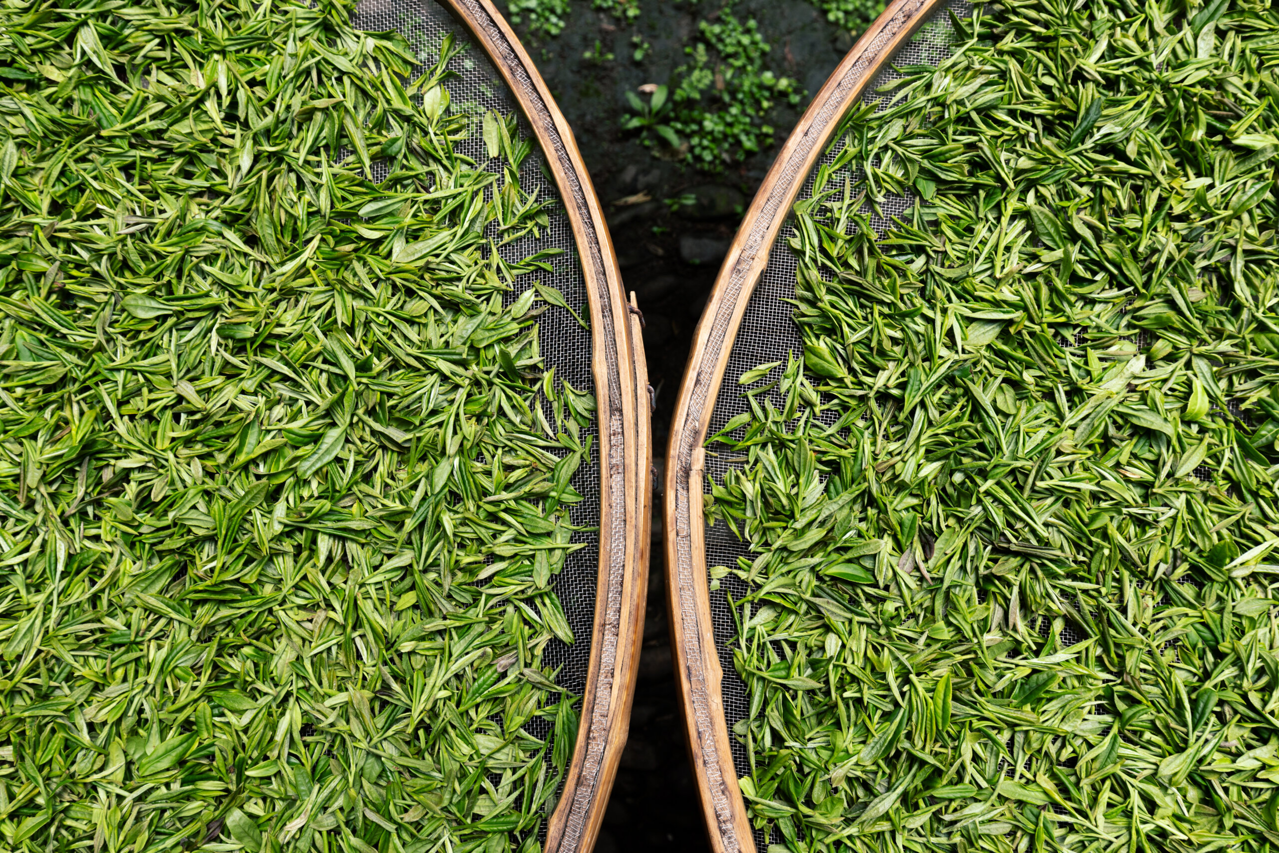 Frische, hellgrüne Teeblätter liegen auf zwei runden Holzrahmen zum Trocknen.