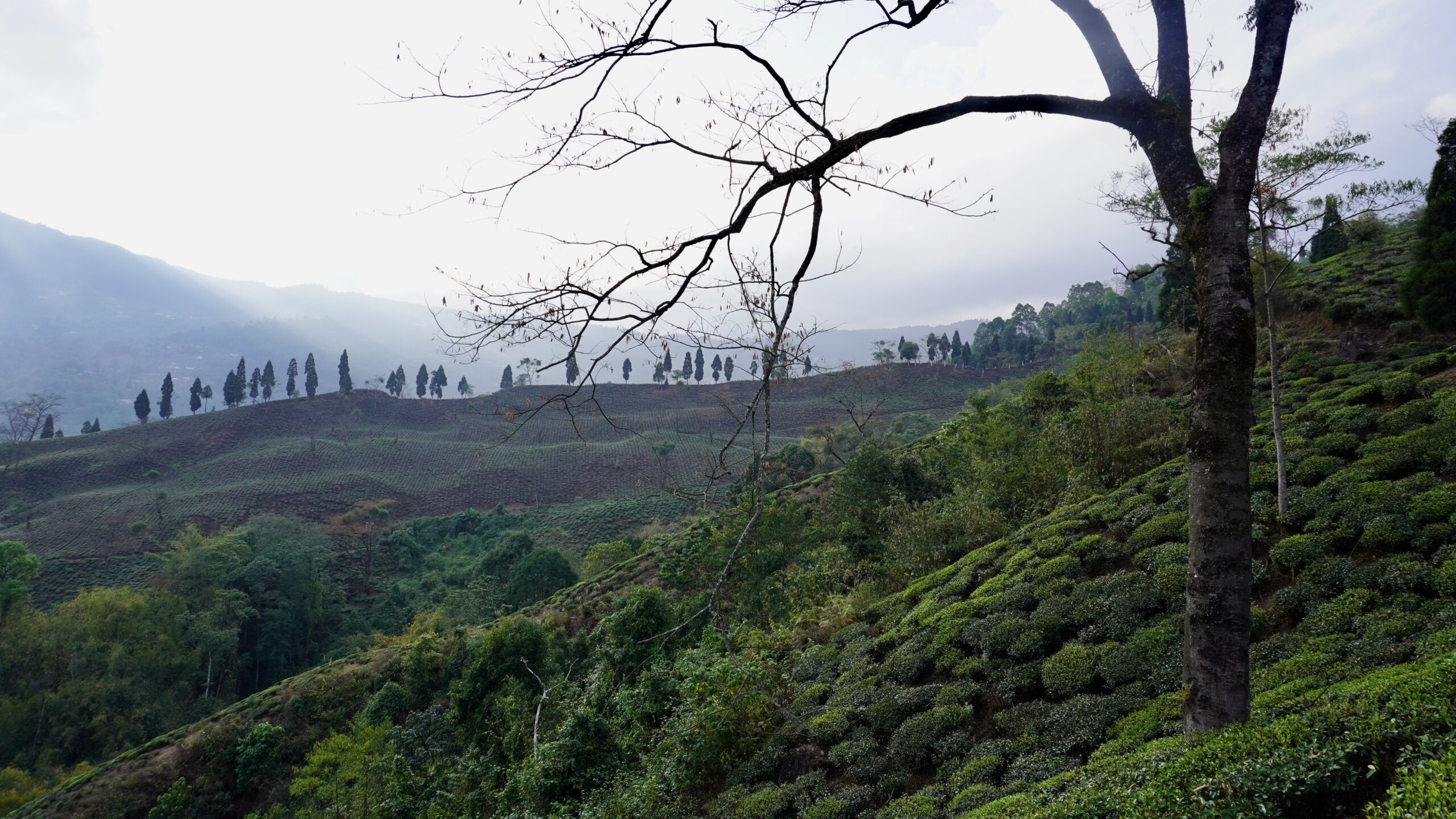 Bergige Teeplantagen in Assam unter bewölktem Himmel, mit einem kahlen Ast im Vordergrund.