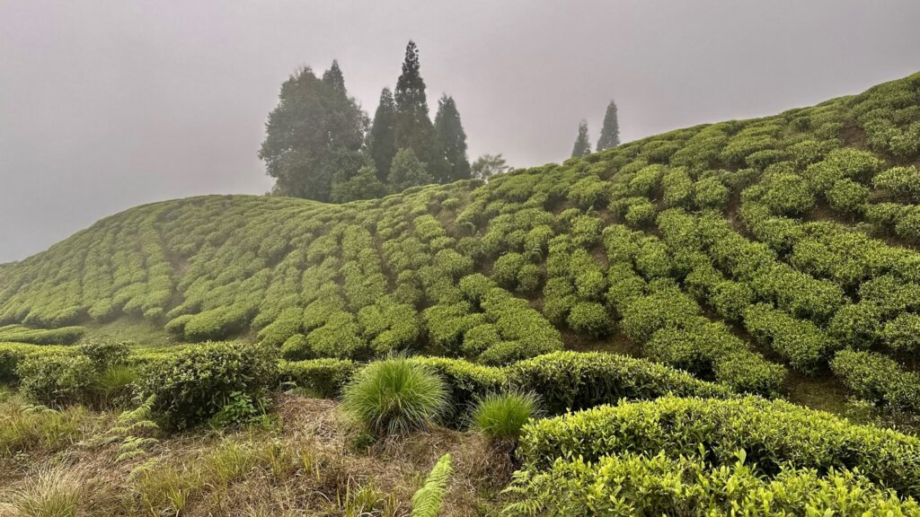 Dichte, wellenförmige Reihen von Teebüschen auf einem Hügel im Nebel.