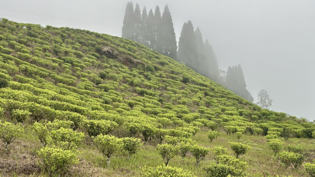 Einer der ältesten Gärten in Darjeeling, gegründet 1871, formt der Chamong Tea Garden seither außergewöhnliche Tees.