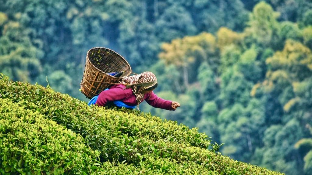 Teepflückerin arbeitet an einem steilen Hang mit großem Korb vor bewaldetem Hintergrund.
