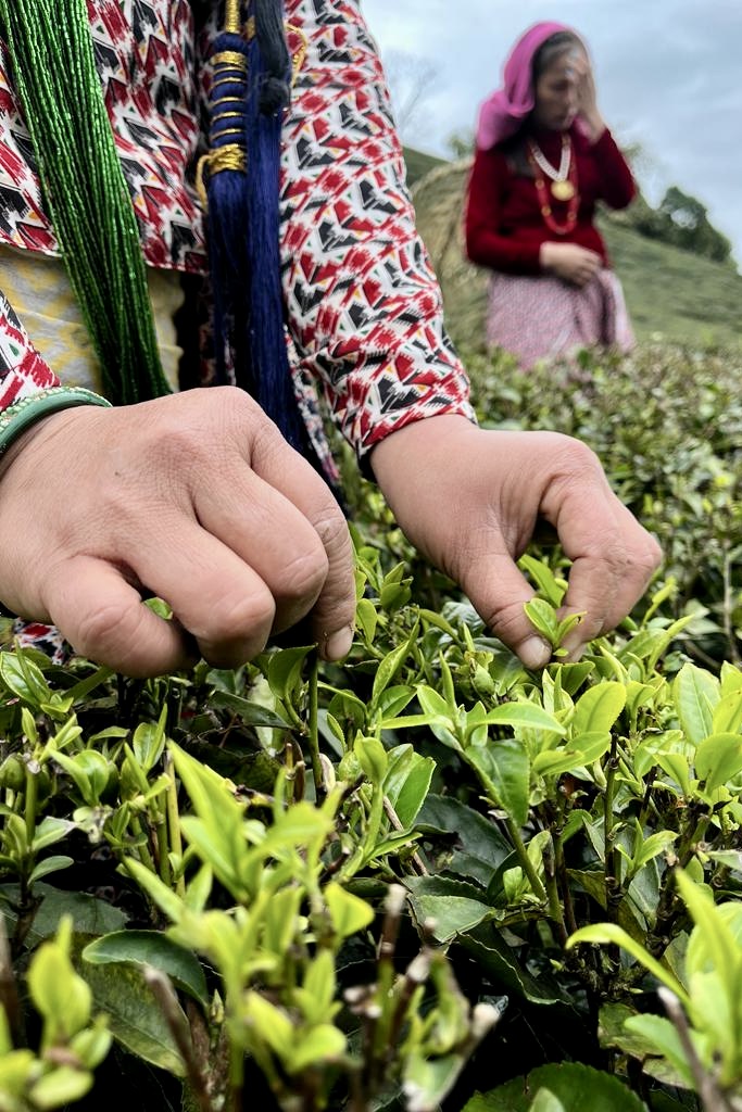Nahaufnahme von Händen, die frische Teeblätter im Teefeld pflücken.