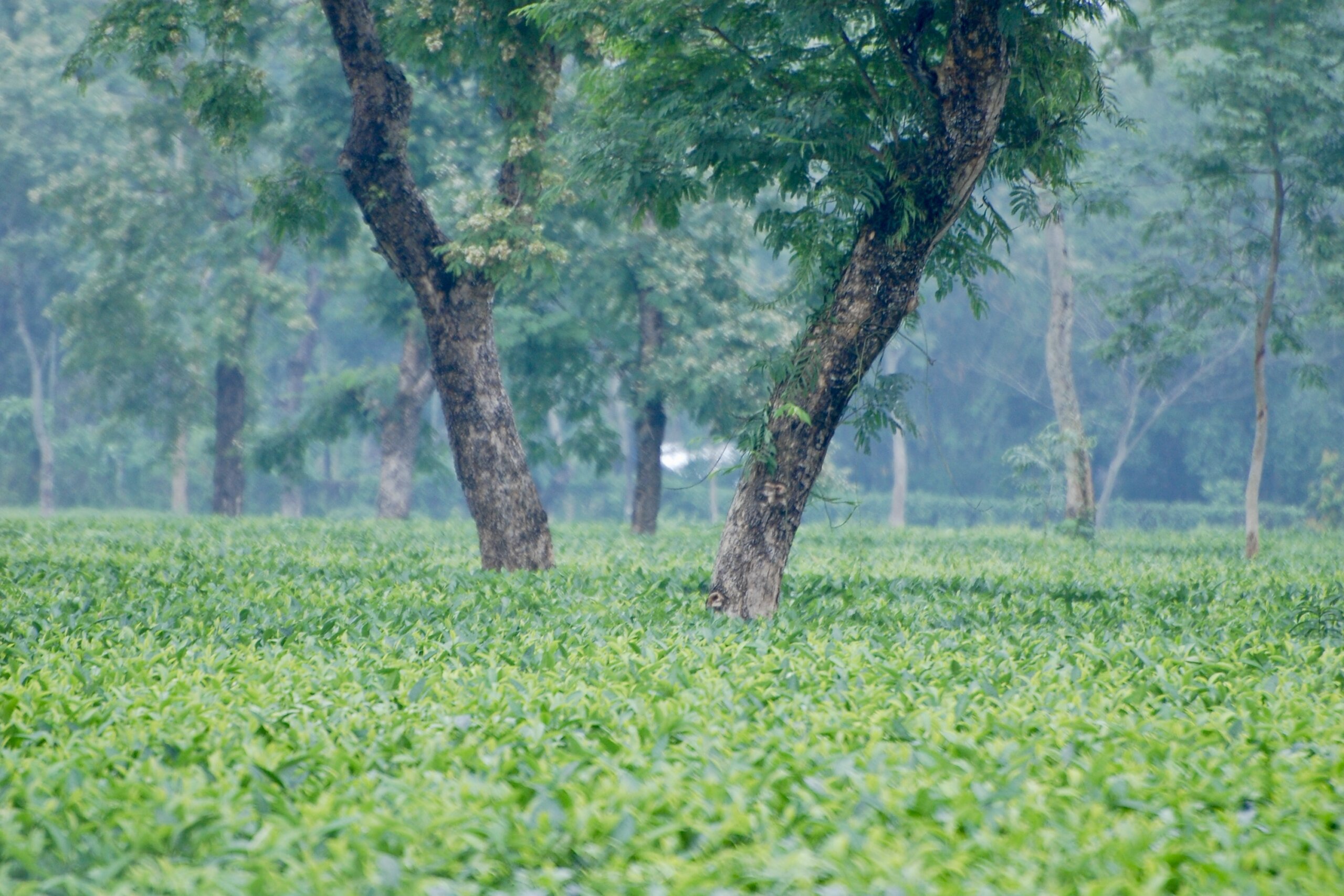 Grünes Teefeld in Assam mit zwei Bäumen im Hintergrund.