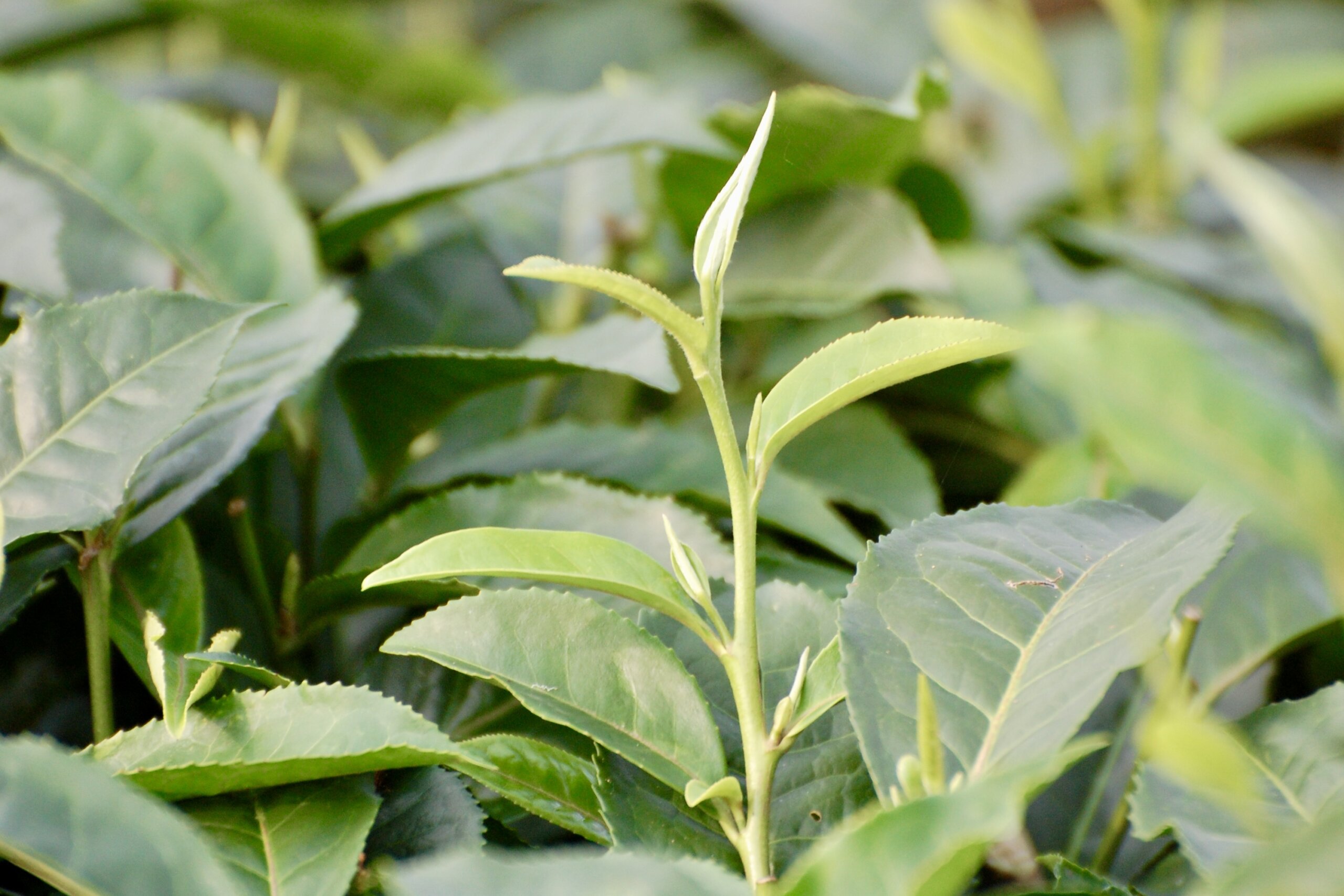 Nahaufnahme eines einzelnen, frischen Teetriebs