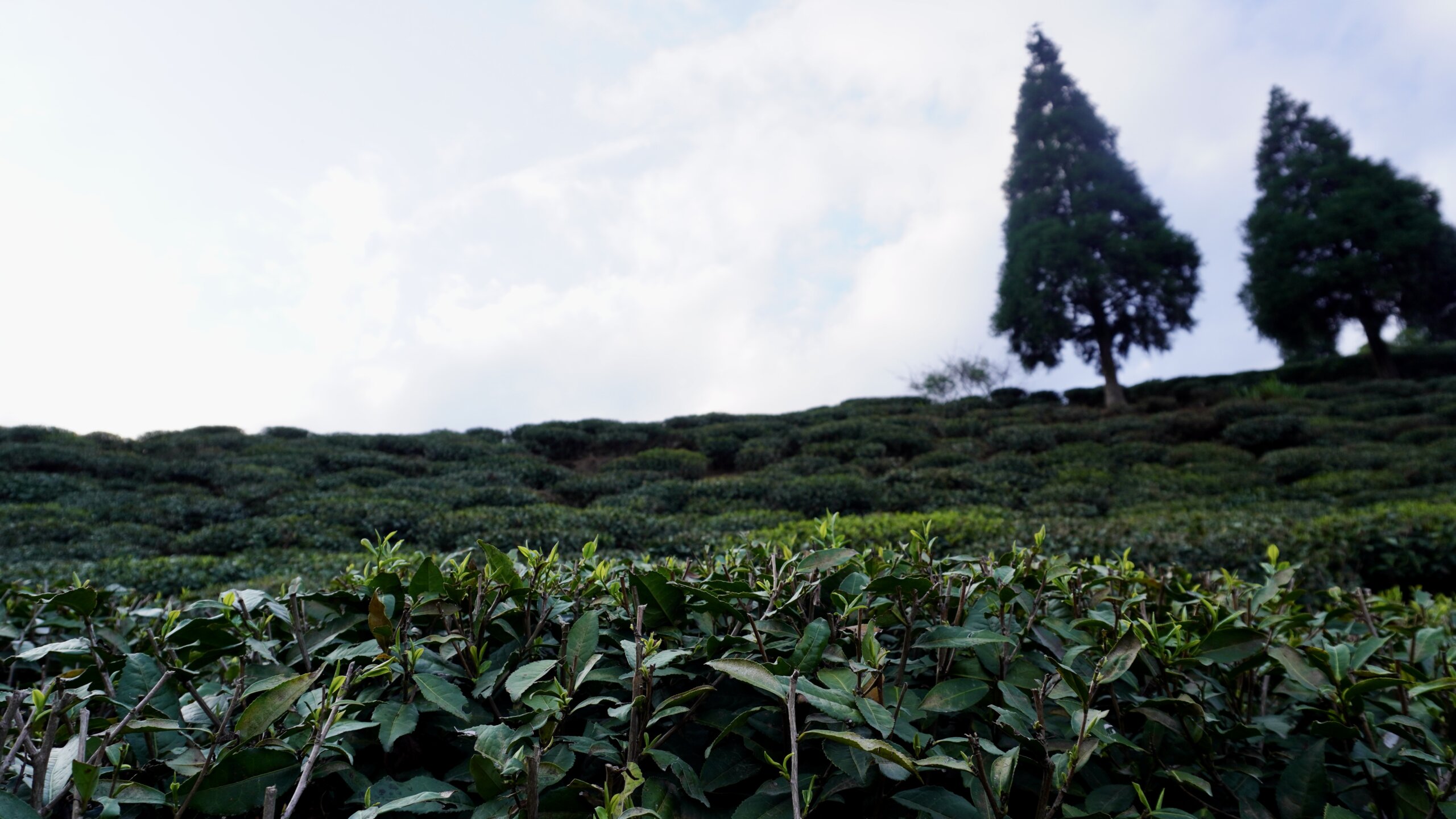 Teebüsche auf einem Hügel, überragt von zwei hohen, dunklen Nadelbäumen gegen den Himmel.