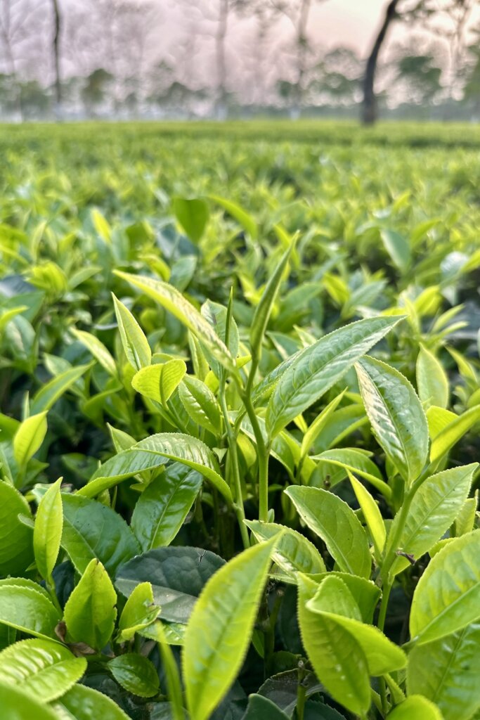 Nahaufnahme eines frischen, glänzenden Teeblatts und einer Knospe.