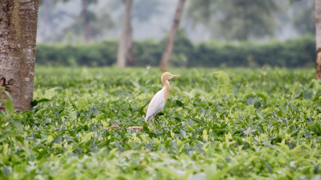 Ein gelb-weißer Kuhreiher steht auf einem Teefeld neben einem Baumstamm.