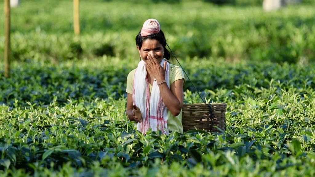 Lächelnde Teepflückerin mit Kopftuch und Korb auf einem sonnigen Teefeld in Assam.