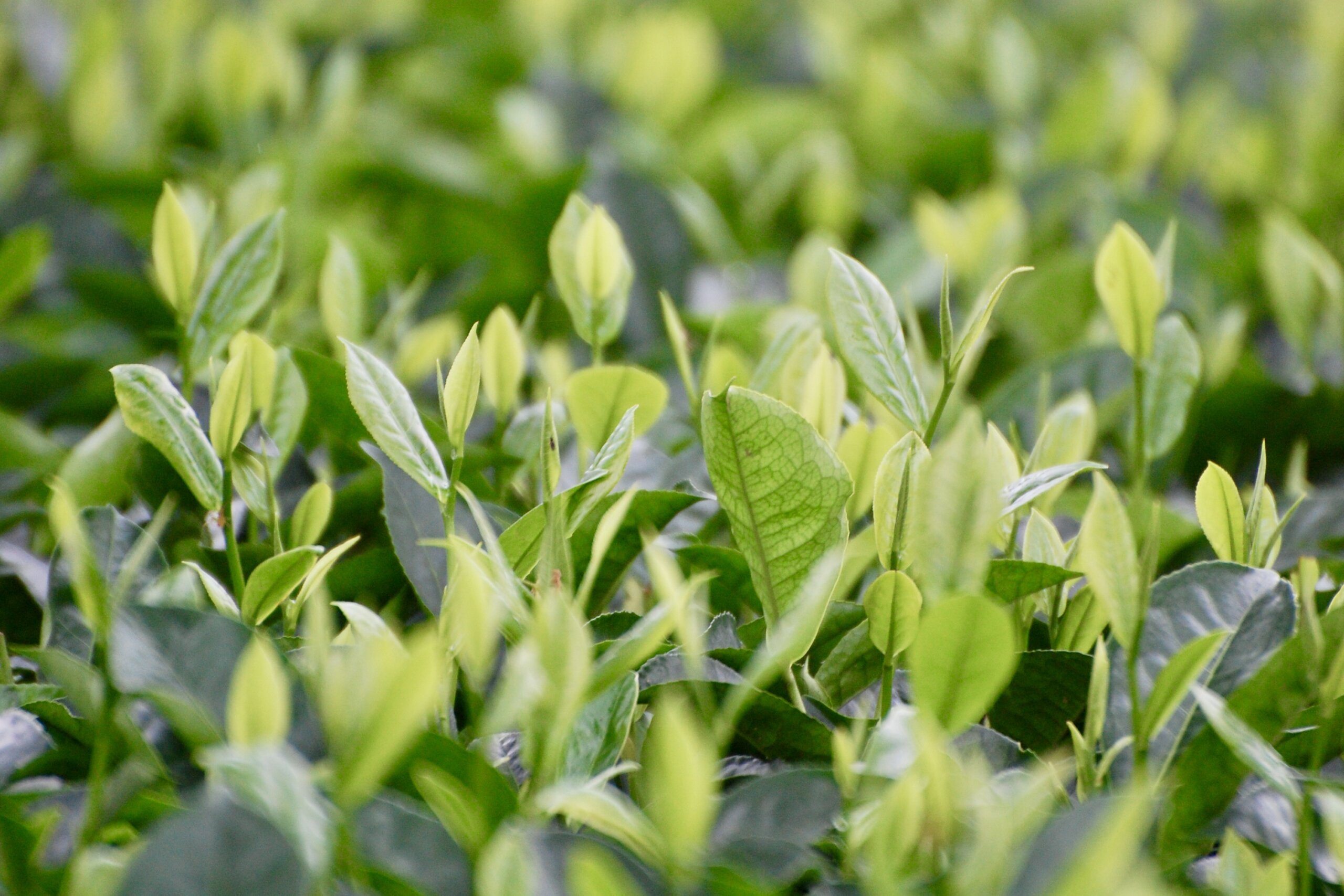 Zahlreiche frische, hellgrüne Teetriebe und Blätter im Fokus.