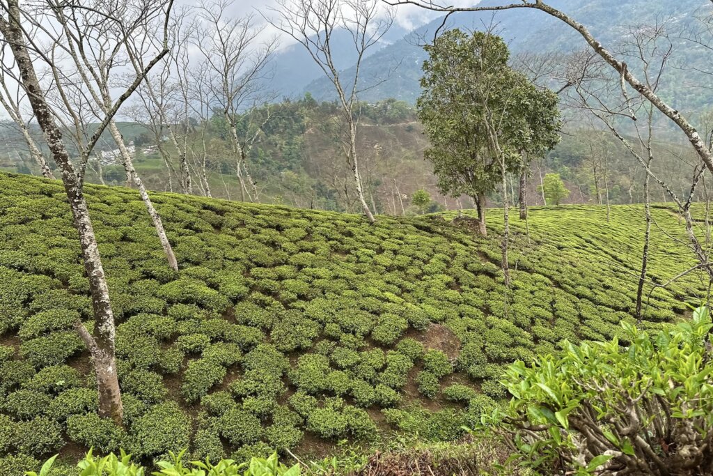 Teebüsche auf einem steilen Hang, umgeben von kahlen Bäumen und einem Bergpanorama.