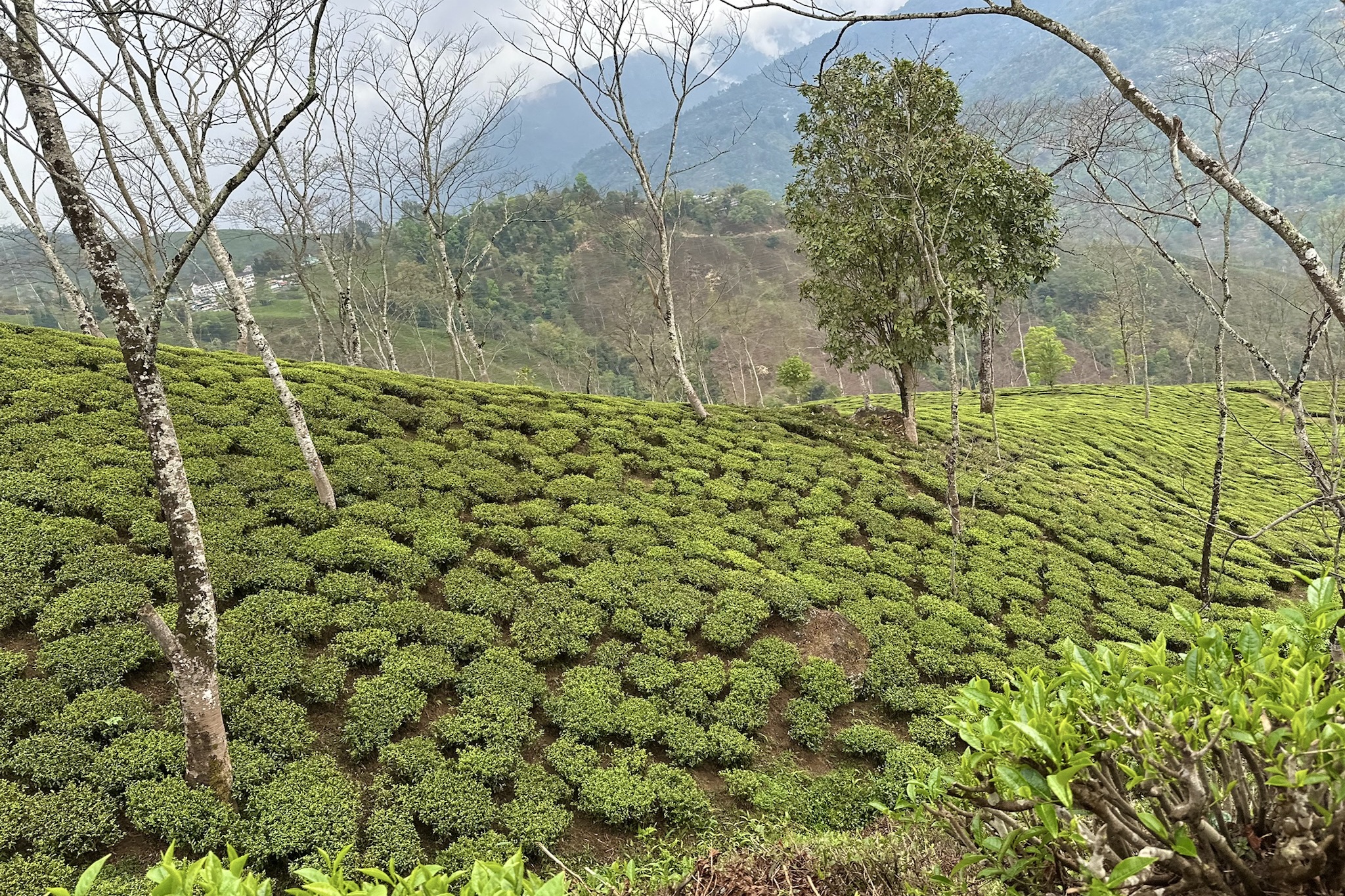 Teebüsche auf einem steilen Hang, umgeben von kahlen Bäumen und einem Bergpanorama.